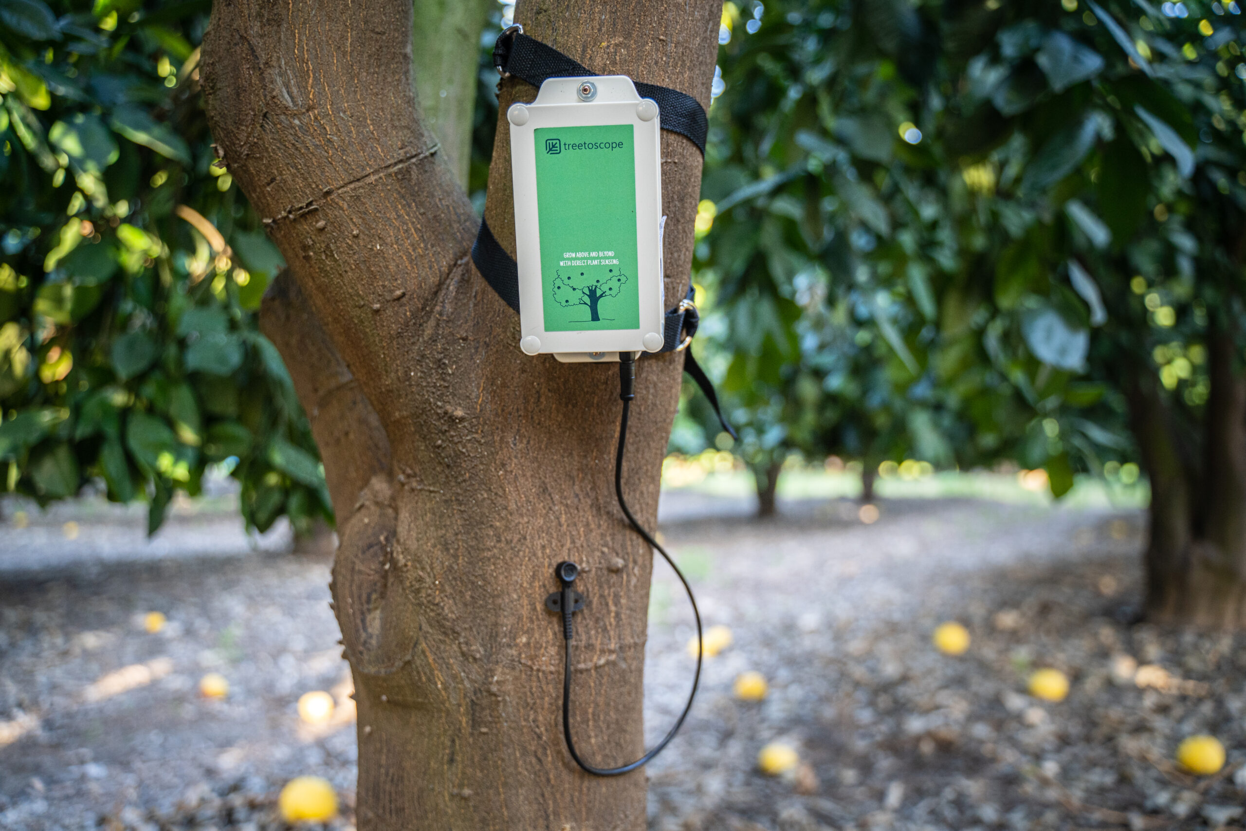 Treetoscope (Tel-Aviv) permet l'expansion de la technologie des capteurs à base de plantes.