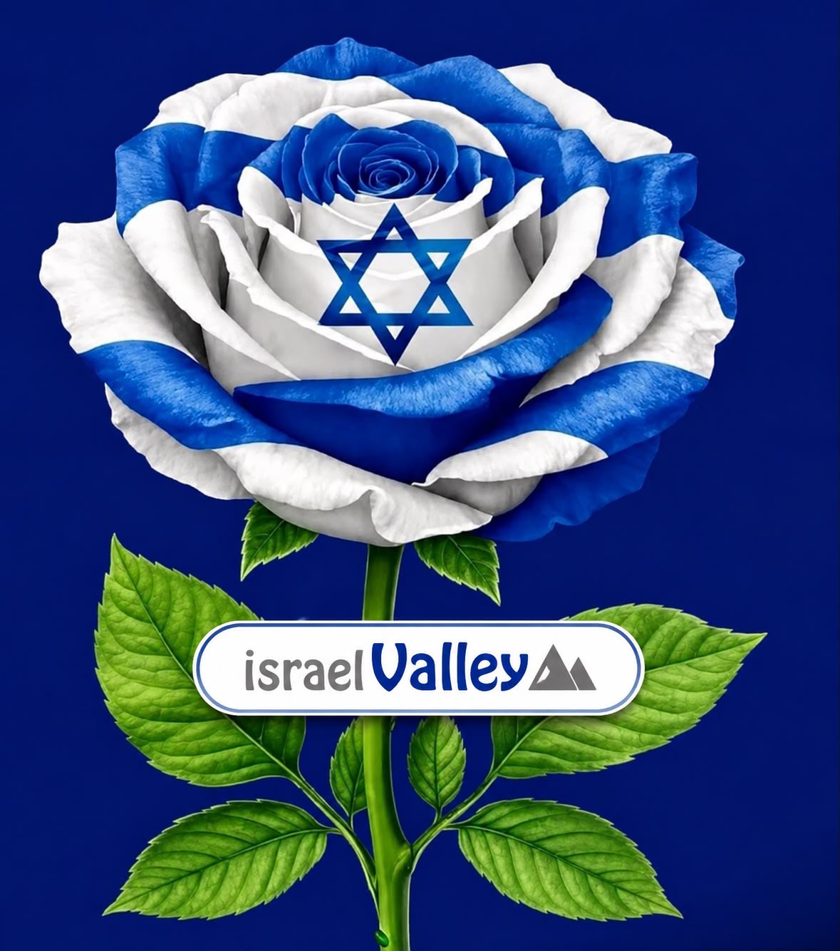 Rose aux couleurs du drapeau israélien avec étoile de David et logo israelValley